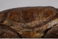 tortoise shell 0002